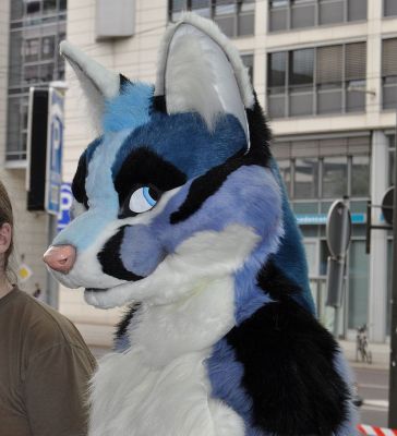 Savoy
Savoy
Keywords: Savoy silver fox wolf hybrid folf