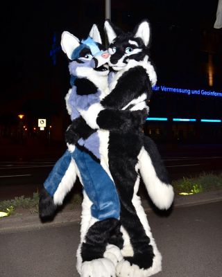 Savoy
Savoy
Keywords: Savoy silver fox wolf hybrid folf