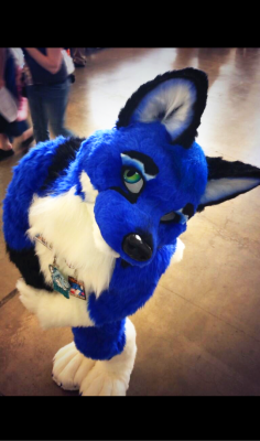 Fayroe
Fayroe
Keywords: Fayroe blue fox