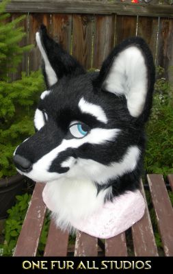 Hydrox
Hydrox
Keywords: Hydrox fox wolf hybrid folf Nachtfuchs