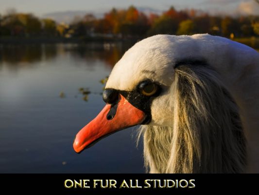 Swandog2.jpg