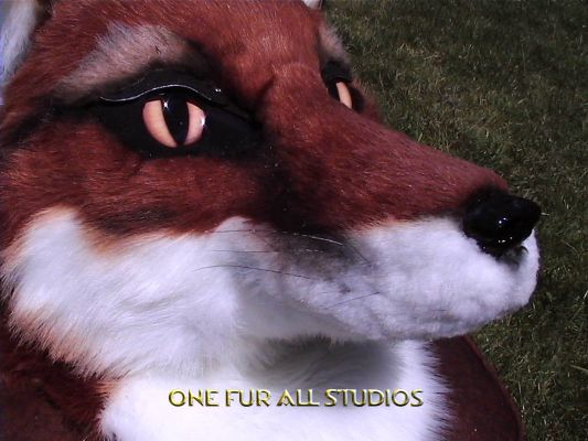 fayfox-head10.jpg