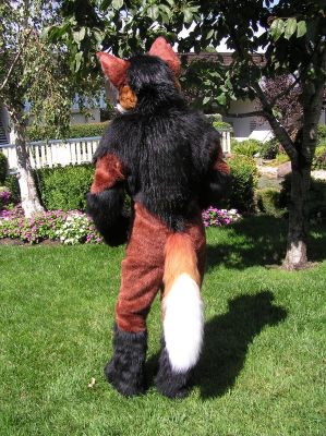 Zeke from the back
Being a maned wolf, Zeke has an actual ridge of fur along his back.   It's very soft.
