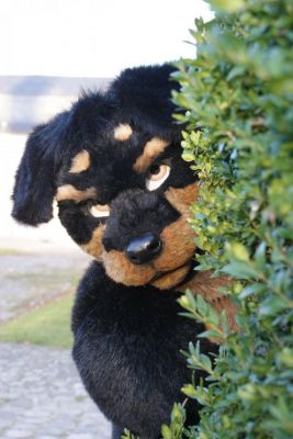 Peek a Boo
